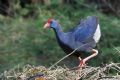 Porphyrio porphyrio
